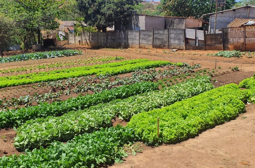  Projetos sociais em Araxá recebem apoio de empresa especializada em nutrição vegetal