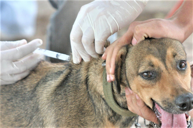  Campanha antirrábica animal inicia dia 07 de setembro em Araxá