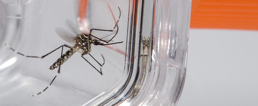  Mais de 260 casos de dengue confirmados em Araxá