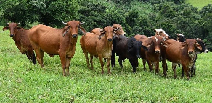  Aftosa: 35 mil animais devem ser vacinados no mês de novembro em Araxá