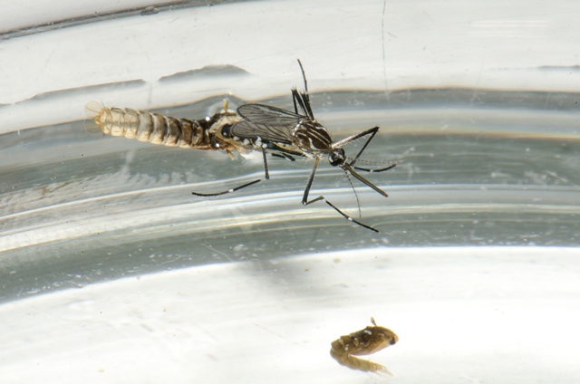  Araxá registra 16 casos prováveis de dengue no último mês