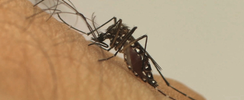  Araxá tem 321 casos de dengue em 120 dias