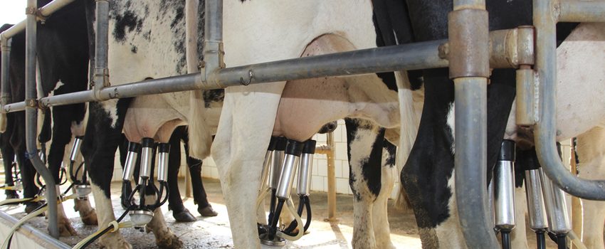  Dia Mundial do Leite: MG tem principal bacia leiteira do país
