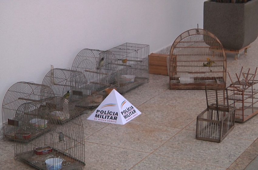  Polícia Ambiental prende homem que mantinha pássaros em cativeiro em Araxá