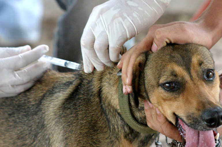  Saiba quando inicia a vacinação antirrábica animal na zona urbana em Araxá