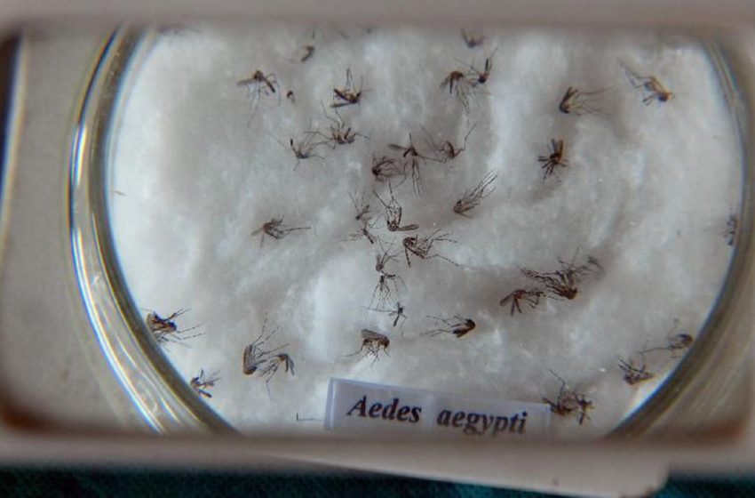 Ação busca conscientizar sobre os perigos do Aedes aegypti