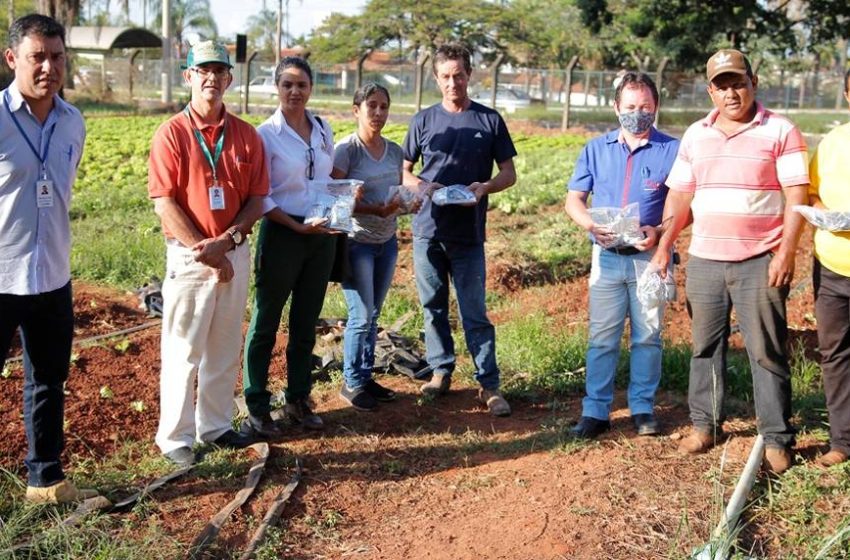  Prefeitura e Emater viabilizam distribuição de sementes para agricultores familiares