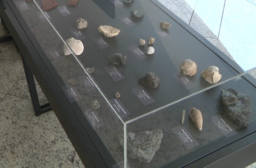 Exposição inédita de fósseis é realizada em Araxá