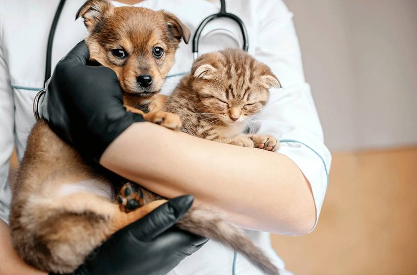  Campanha de Vacinação Antirrábica Animal segue até sexta